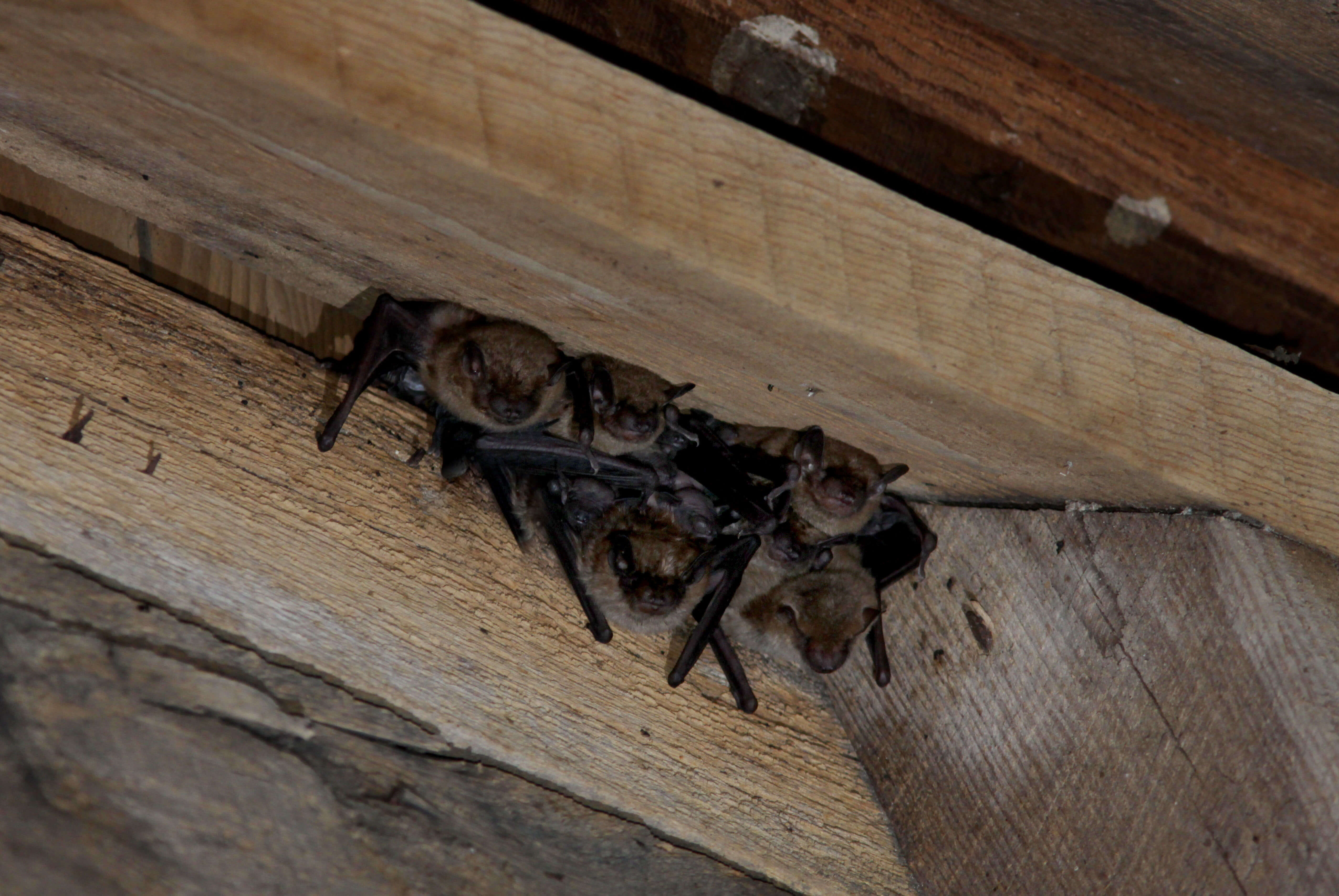 brown bats in attic